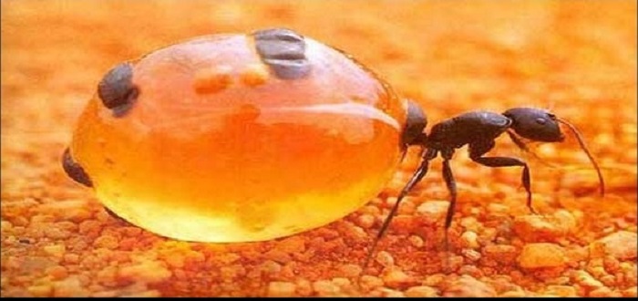 رهایی از موهای زائد با استفاده از روغن مورچه امکان پذیر است؟